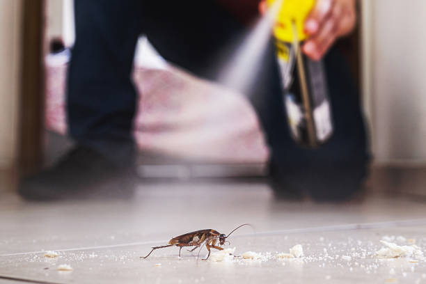 Best Termite Control Services  in Mount Pleasant, WI